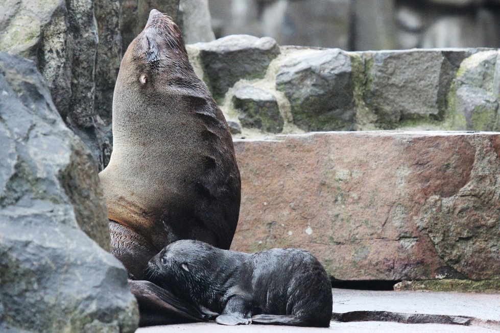 Abeba s novorozenou samičkou ještě na pláži v expozici. Foto: Antonín Vaidl, Zoo Praha